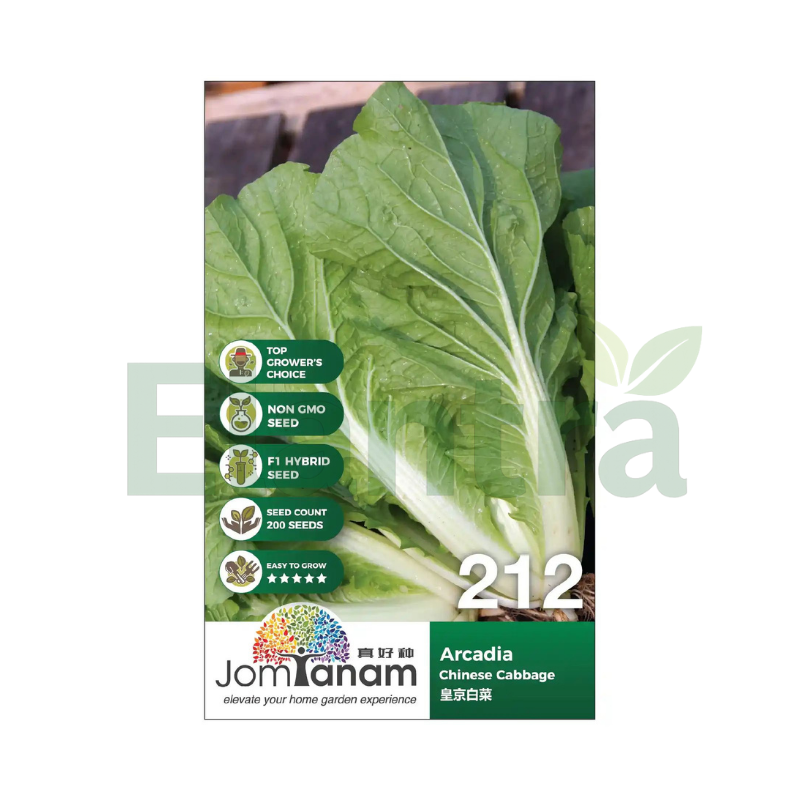 212 CHINESE CABBAGE